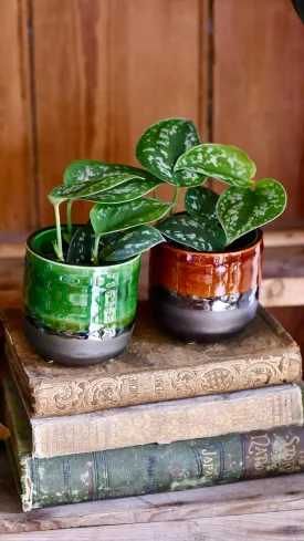 Baby Scindapsus pictus Argyraeus (Satin Pothos)