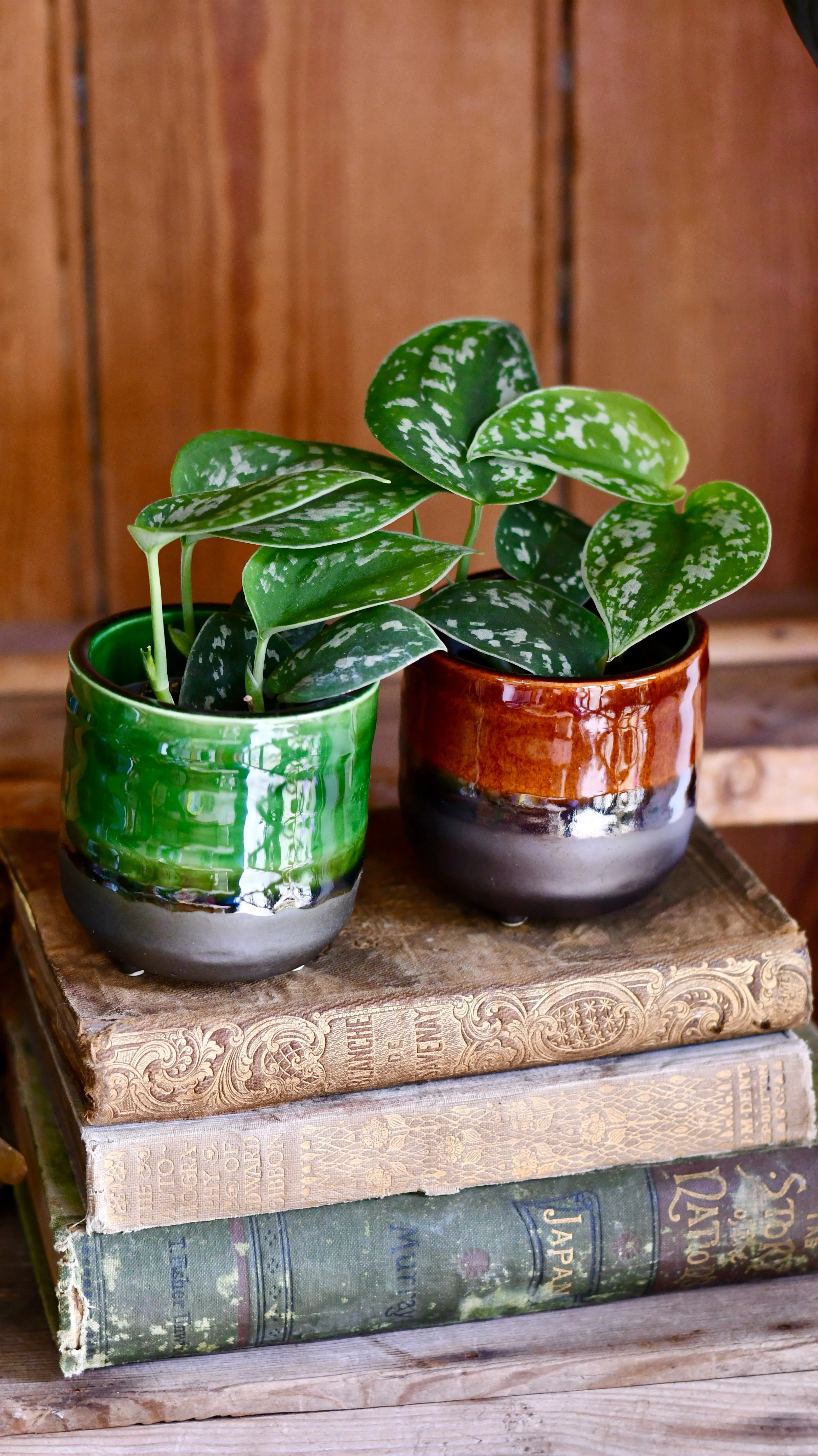 Baby Scindapsus pictus Argyraeus (Satin Pothos)