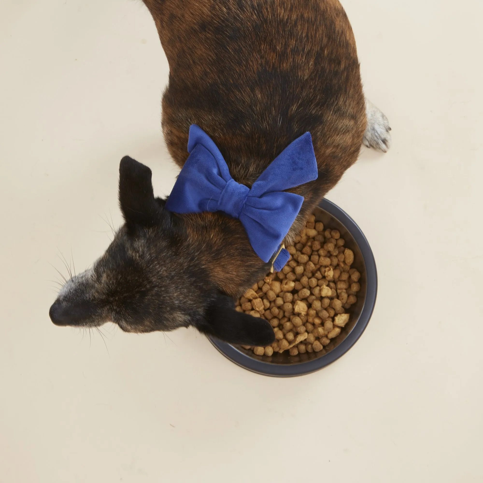 Navy Velvet Lady Dog Bow