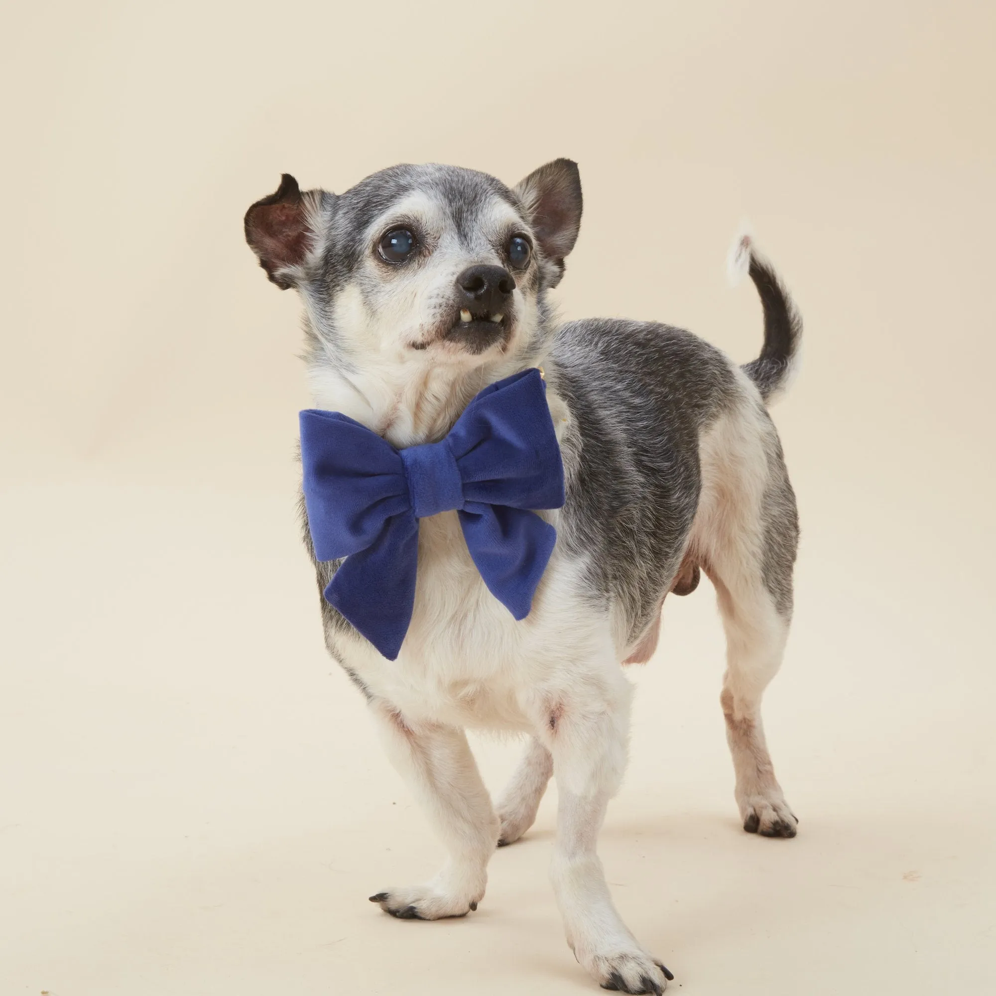 Navy Velvet Lady Dog Bow